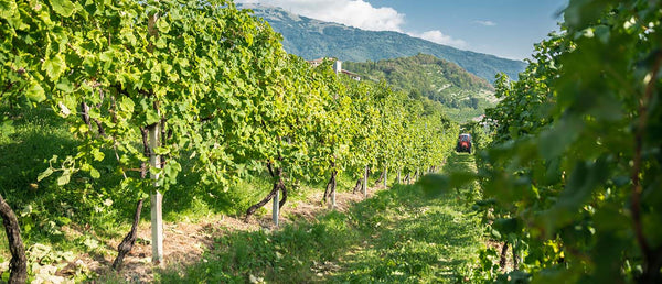 Prosecco aus biologischem Weinbau: für bewussten Genuss